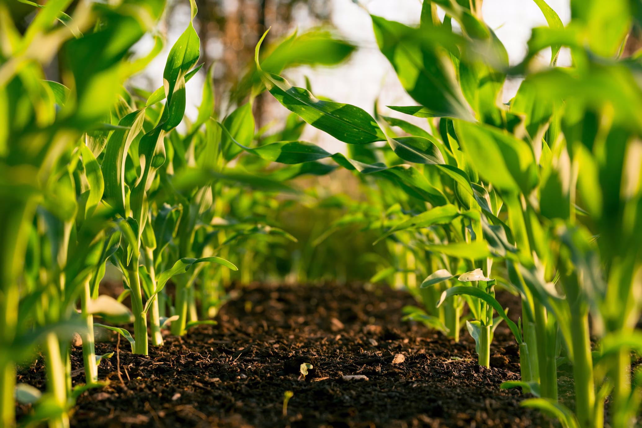 Cultivo